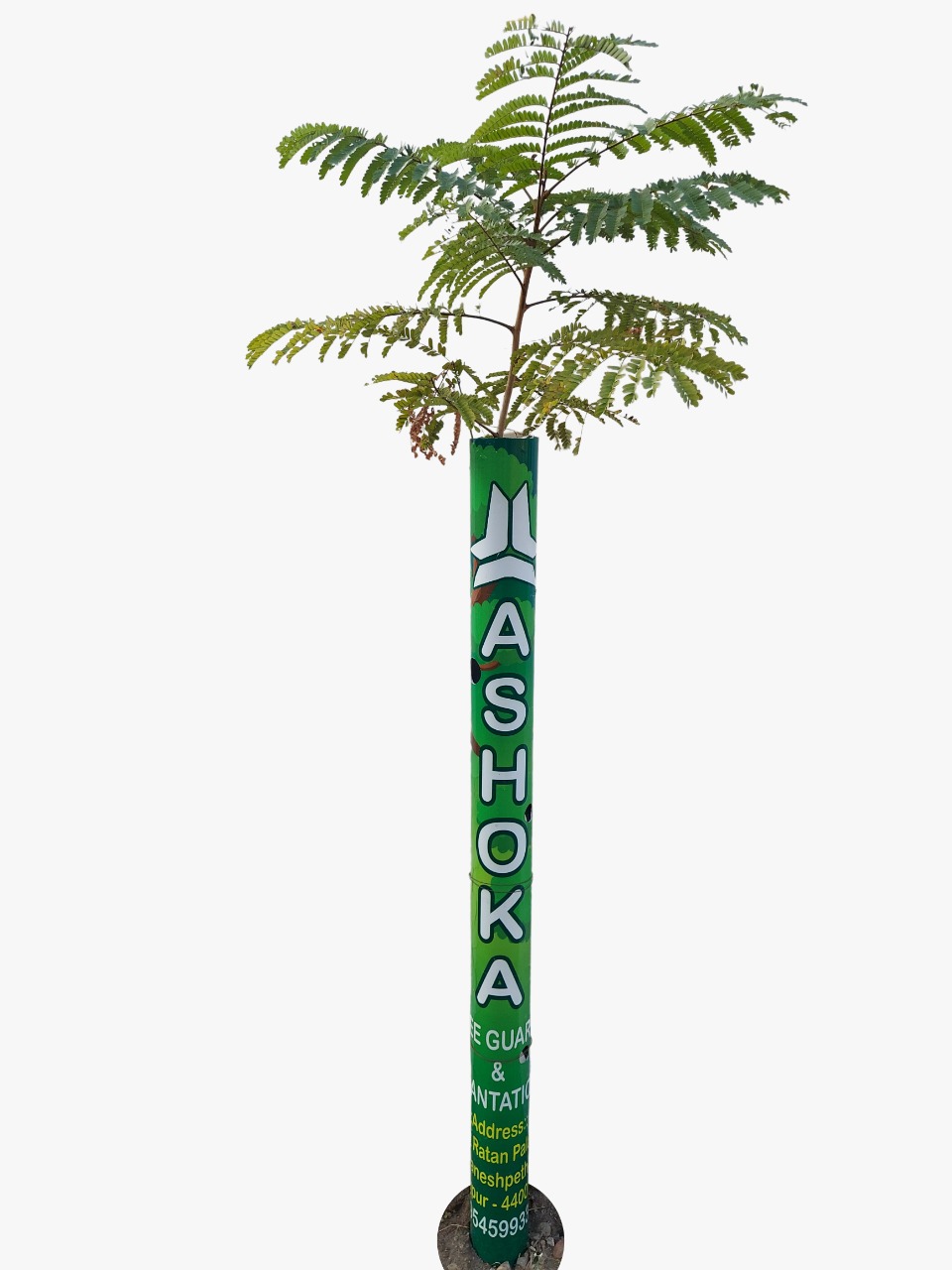 62c01cec82492-tree_guard.jpeg